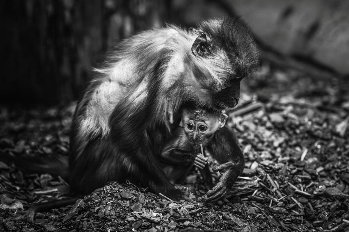 Tragedia we wrocławskim zoo. Małpki żegnają zmarłego towarzysza