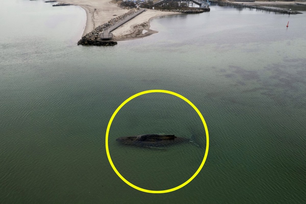 Humbak w Bałtyku. Dramatyczna walka o życie walenia na niemieckim wybrzeżu