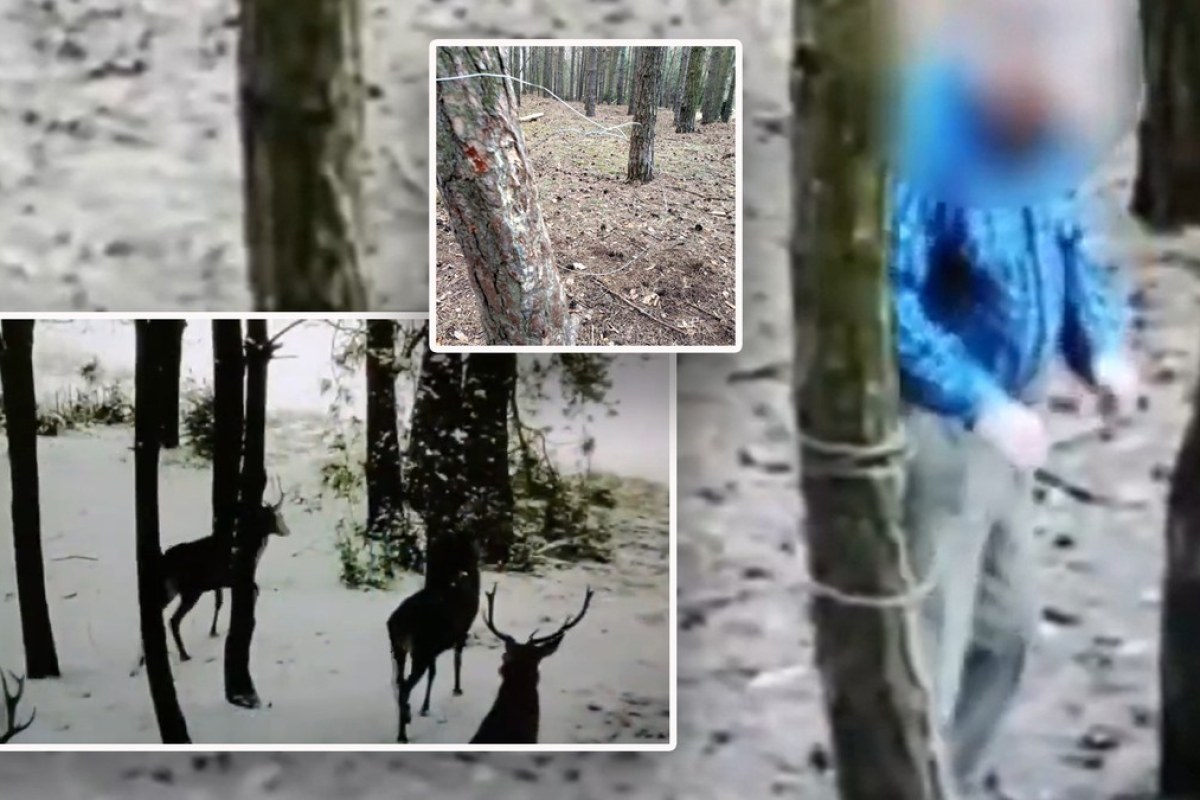 Wnyki w lesie koło Polichna. 76-latek zatrzymany przez policję