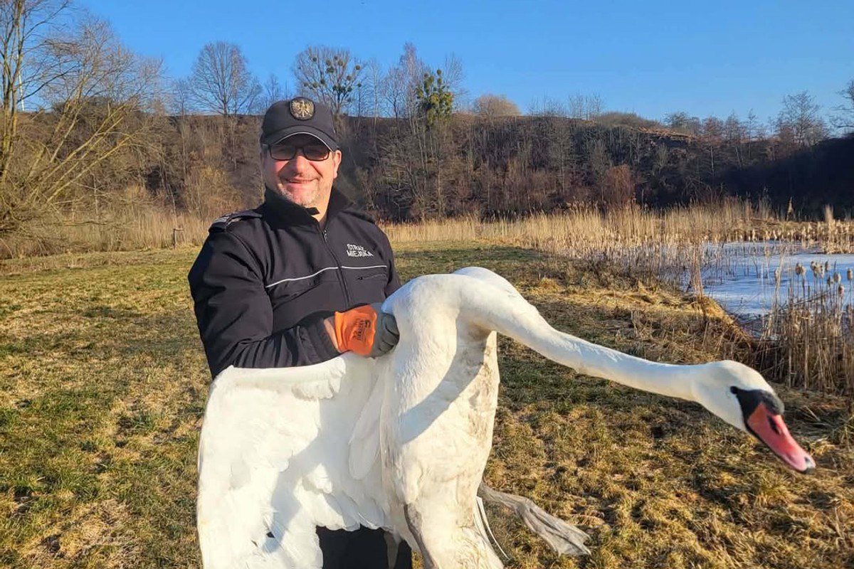 Łabędź kontra odrzutowiec. Niecodzienna interwencja w Lidzbarku Warmińskim