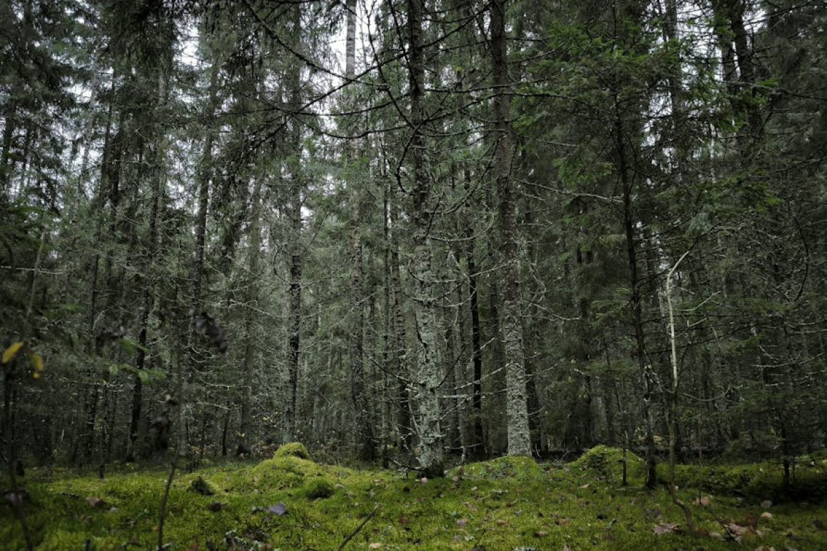 Nie czujemy się jak ludzie. Zwierzęta są lepiej traktowane”. Dramaty na polsko-białoruskiej granicy