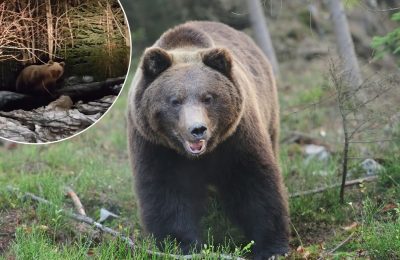 Niedźwiedź brunatny na drodze w Murzasichlu. Coraz częstsze spotkania w Tatrach
