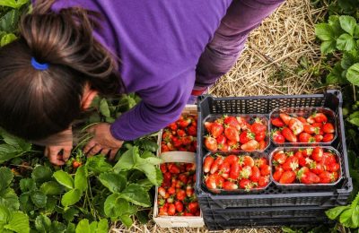 Wysokie ceny truskawek w 2026 roku a koszty transportu dla branży TSL