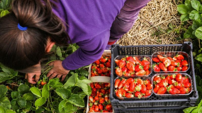 Wysokie ceny truskawek w 2026 roku a koszty transportu dla branży TSL