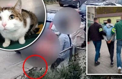 Okrutne porzucenie kota w Gdańsku. 20-latek zatrzymany przez policję