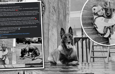 Smutny koniec służby psa ratownika. Dragon z OSP Nowy Sącz nie żyje