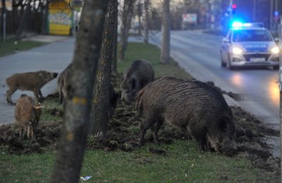 Odłownie dzików w Warszawie: Humanitarna alternatywa czy chwilowe rozwiązanie?