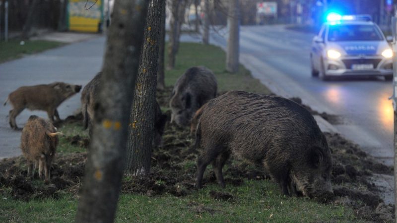Odłownie dzików w Warszawie: Humanitarna alternatywa czy chwilowe rozwiązanie?