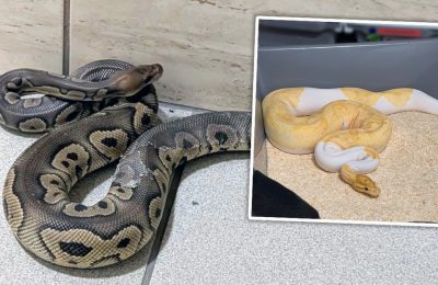 Kraków: Pyton na klatce schodowej ujawnił nielegalną hodowlę węży w piwnicy