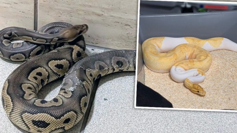 Kraków: Pyton na klatce schodowej ujawnił nielegalną hodowlę węży w piwnicy