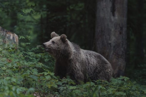Śmierć po ataku niedźwiedzia w Płonnej. Mieszkańcy: Boimy się wychodzić z domów