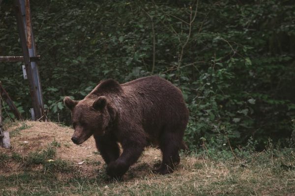Tragedia na Podkarpaciu: Niedźwiedź zaatakował turystkę, brat ofiary ujawnia dramatyczne okoliczności