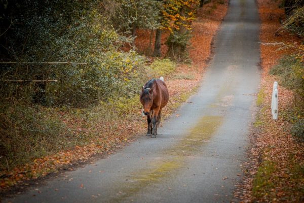 Nocna eskapada koni pod Zakopanem. Służby w akcji, jeden koń wciąż na wolności
