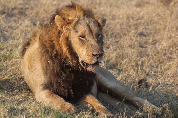 Odszedł Simba, legendarny lew z Podkarpacia. Opiekun wspomina ostatnie chwile