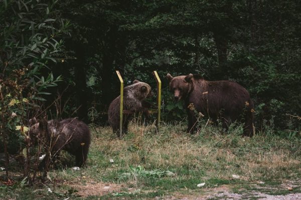 Podkarpacie: Niedźwiedź zaatakował rolników na pastwisku. Mieszkańcy żyją w strachu