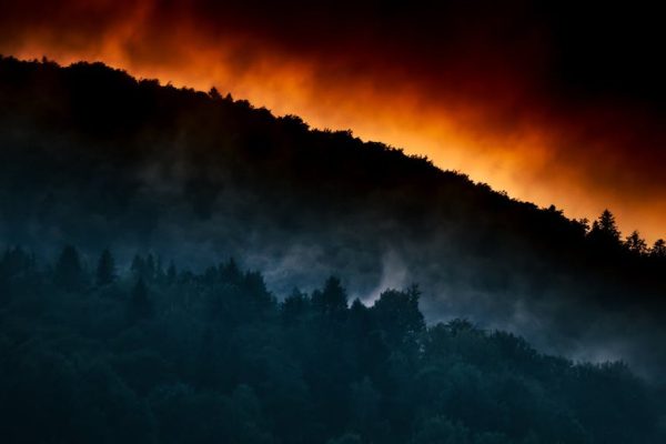 Prokuratura dementuje plotki o podpaleniu Puszczy Solskiej przez Ukraińców