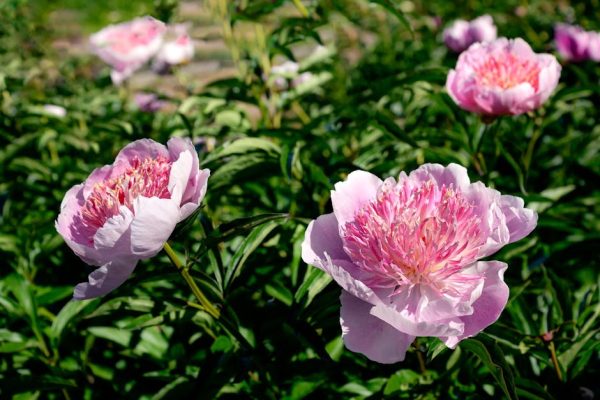 Plantator z Warmii walczy o plony piwonii. Każdego dnia zużywa 50 tysięcy litrów wody