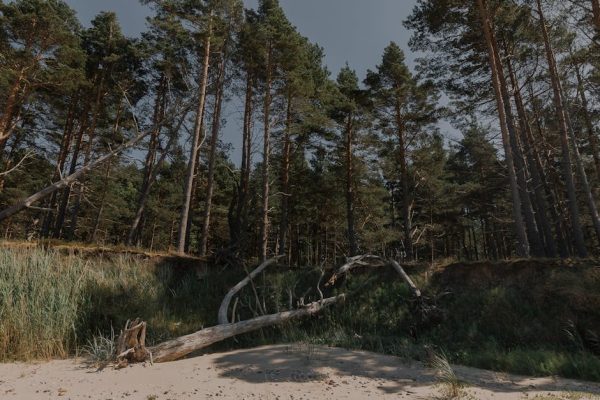 Narwiański Park Narodowy mierzy się z rekordową suszą. Dyrektor: „Narew zaczyna nam umierać”