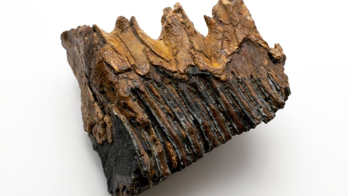 Neandertalczycy stosowali prehistoryczne zabiegi dentystyczne – nowe odkrycie naukowców
