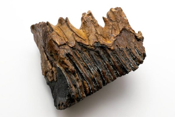 Neandertalczycy stosowali prehistoryczne zabiegi dentystyczne – nowe odkrycie naukowców