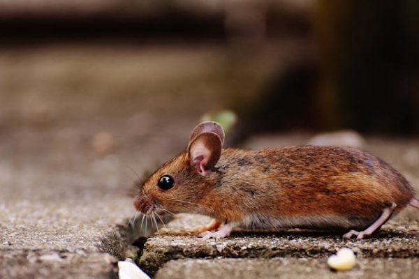 Miejskie gryzonie odważniejsze od wiejskich kuzynów