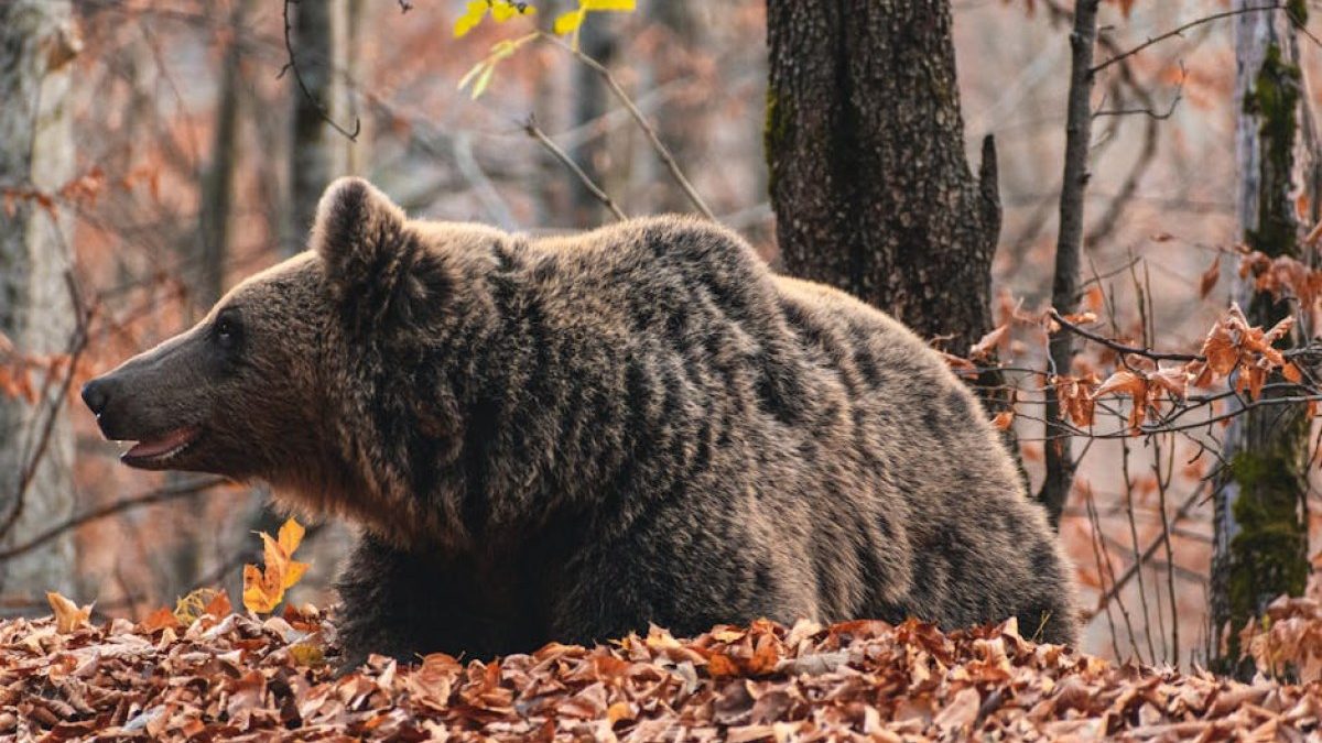 Polacy o niedźwiedziach: badanie wskazuje preferowane metody reagowania