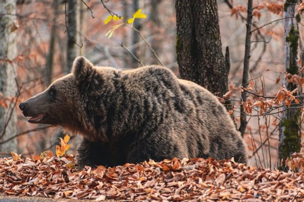 Polacy o niedźwiedziach: badanie wskazuje preferowane metody reagowania