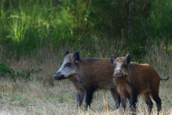 Konflikt wokół dzików w stolicy. Aktywiści kontra mieszkańcy