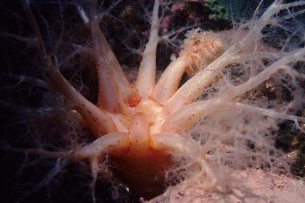 Odkryto 24 nieznane wcześniej gatunki w głębinach oceanu. Biolożka morza o skutkach eksploatacji dna