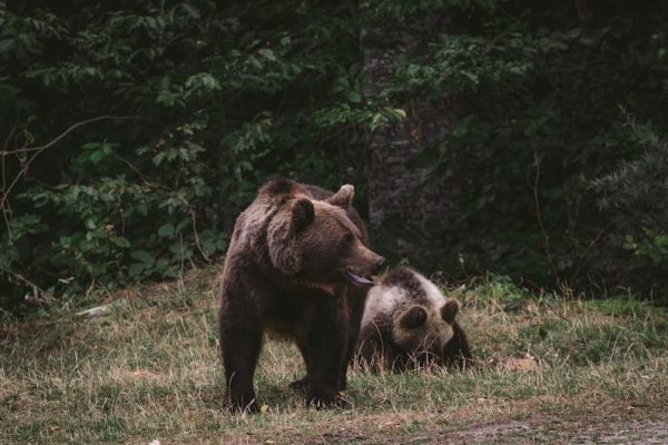 Bieszczadzkie służby odławiają niedźwiedzie po tragicznym ataku. Aż osiem osobników schwytanych