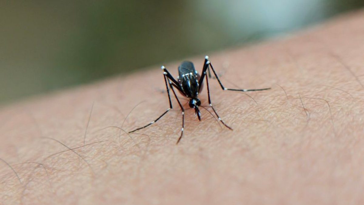 Polka na Bali walczyła z chikungunyą. Kosztowna lekcja przed podróżą do tropików