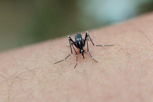 Polka na Bali walczyła z chikungunyą. Kosztowna lekcja przed podróżą do tropików