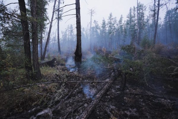 Pożar lasu w Międzylesiu. Mieszkańcy w panice opuszczają domy. „To było jak scena z filmu wojennego”