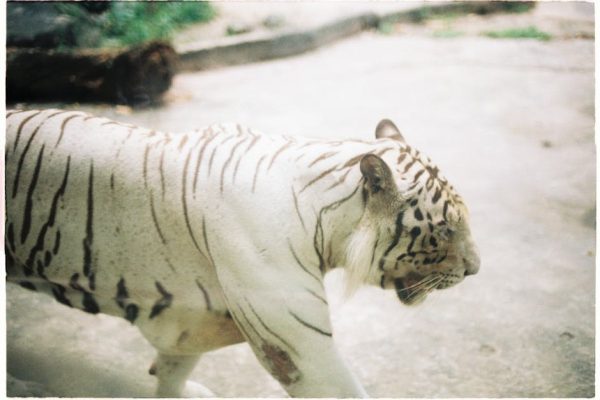 Fala upałów w Europie. Zoo stosuje lody z krwi dla zwierząt
