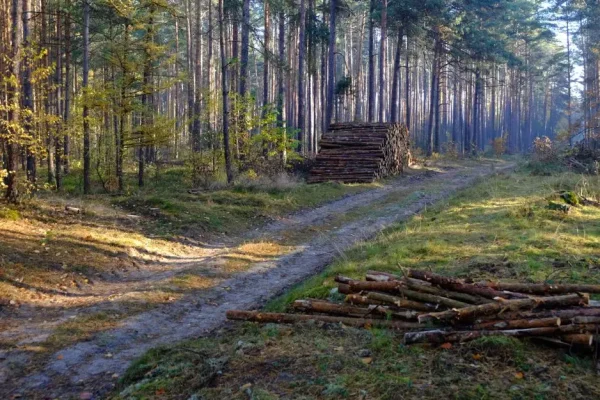 Rząd przyjął nowelizację ustawy o lasach – większy udział społeczny i ochrona przyrody