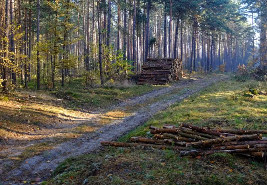 Rząd przyjął nowelizację ustawy o lasach – większy udział społeczny i ochrona przyrody