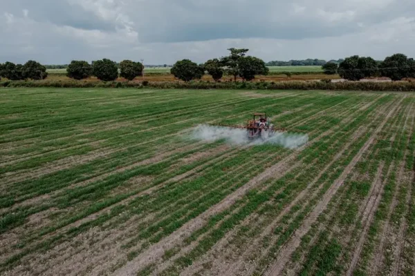 Nowe mieszanki międzyplonowe i odmiany od DSV i Rapool – odpowiedź na zmiany klimatu