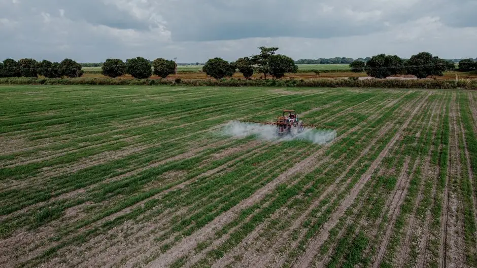 Nowe mieszanki międzyplonowe i odmiany od DSV i Rapool – odpowiedź na zmiany klimatu