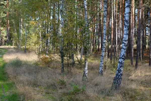 Zakończono zbieranie propozycji starolasów od strony społecznej