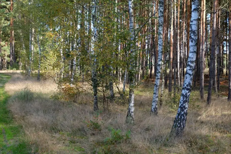 Zakończono zbieranie propozycji starolasów od strony społecznej