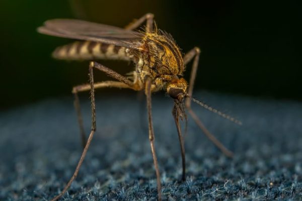 Koncern Google planuje wypuścić miliony zmodyfikowanych komarów. Chodzi o walkę z chorobami