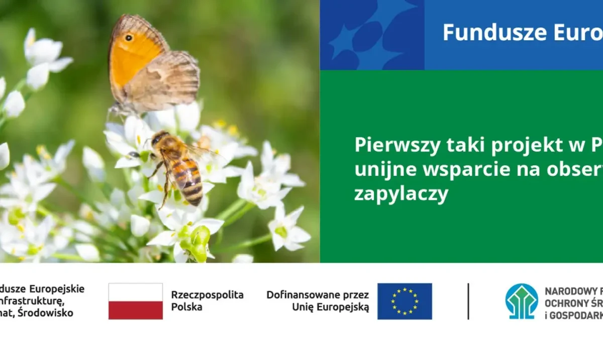 22 mln zł na monitoring dzikich zapylaczy – pierwszy taki system w Polsce