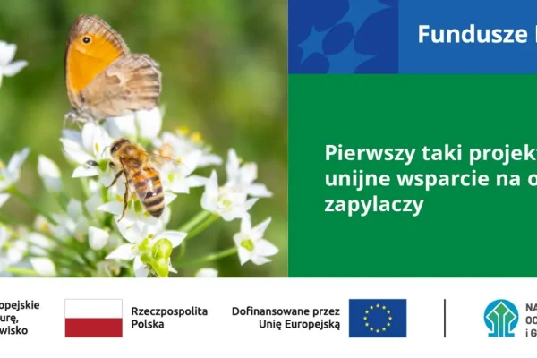 22 mln zł na monitoring dzikich zapylaczy – pierwszy taki system w Polsce