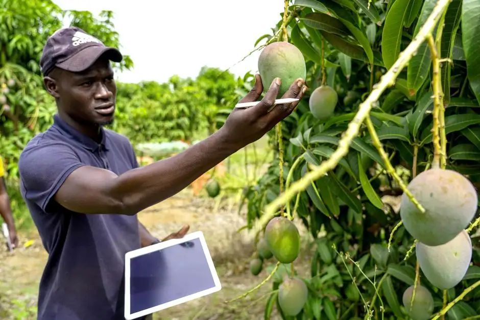 Olam Agri inwestuje w samowystarczalność żywnościową Afryki